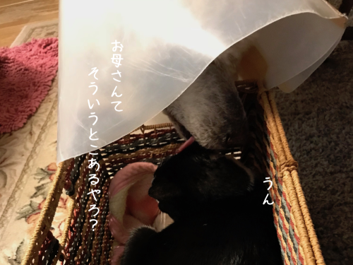 a0216583_10274285.png