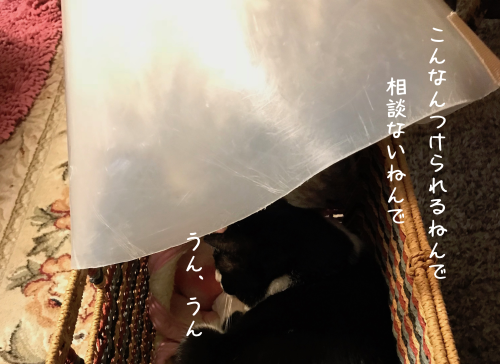 a0216583_10274609.png