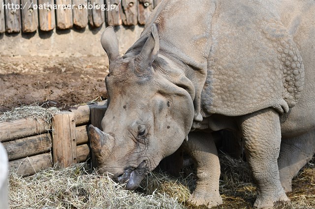 ２０１８年２月　多摩動物公園　その３　ターキン娘ナズナちゃん_a0052986_7284788.jpg