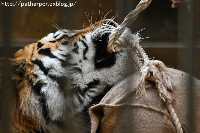 ２０１８年２月　多摩動物公園　その３　ターキン娘ナズナちゃん_a0052986_7464542.jpg