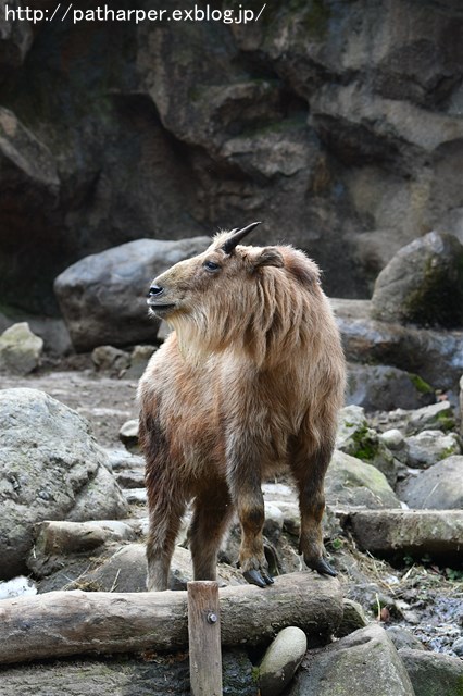 ２０１８年２月　多摩動物公園　その３　ターキン娘ナズナちゃん_a0052986_7525680.jpg