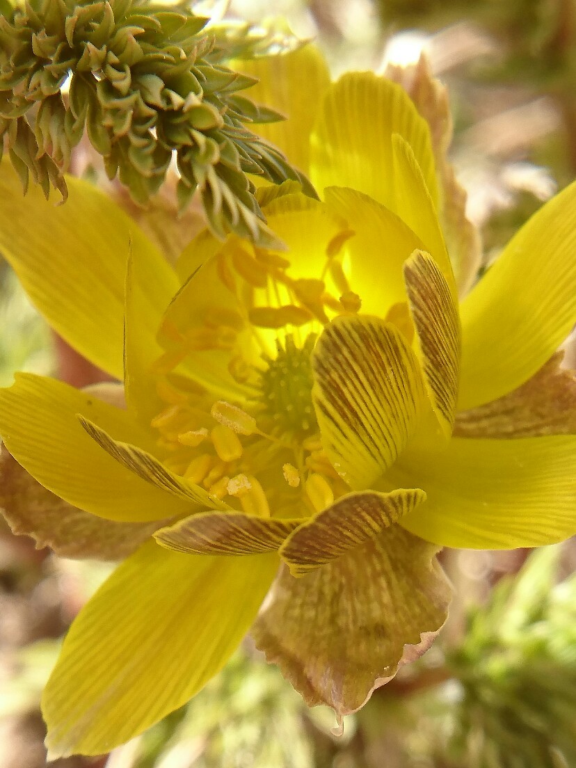 ポンポン山登山と福寿草 山庭居 庭に居ます