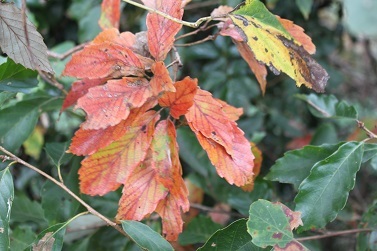 雑木林で見られた　紅葉・黄葉_e0354596_16165345.jpg