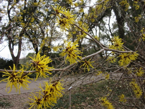 今年も植物園から_a0164011_00011398.jpg