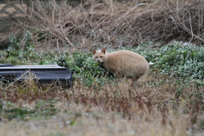 草原のスズ・前編_a0190211_07303648.jpg