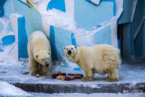 ロシア・ノヴォシビルスク動物園の「国際ホッキョクグマの日」_a0151913_2575311.jpg