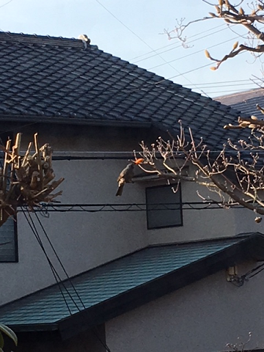 a0114314_951698.png