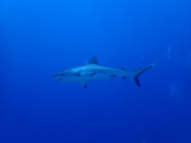 c0115421_20334176.jpg