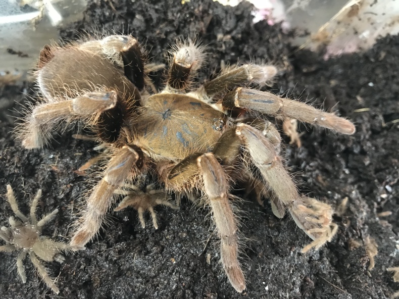 バブーンスパイダー あれこれ Part 1 仄暗い巣穴の底から タランチュラ飼育ブログ バブーンスパイダー あれこれ Part 1 仄暗い巣穴の底から タランチュラ飼育ブログ