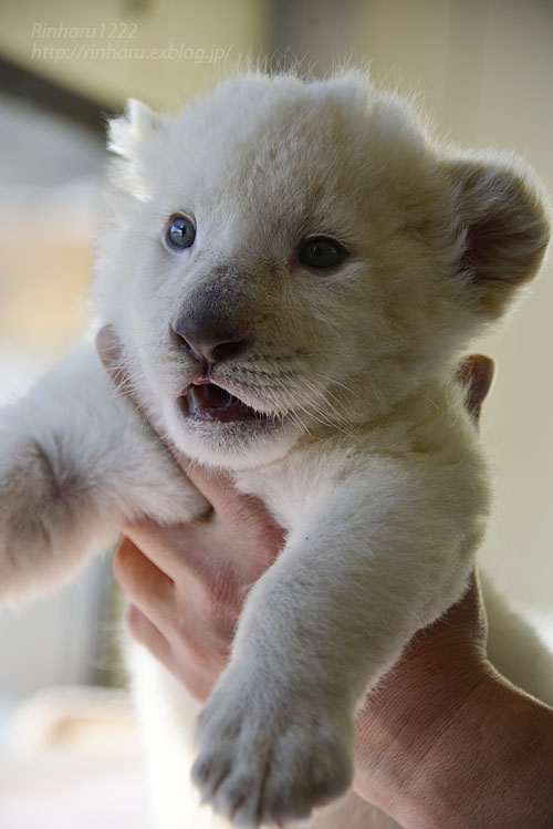 18 1 7 東北サファリパーク ホワイトライオンのひふみたん その4 White Lion Baby 青空に浮かぶ月を眺めながら 18 1 7 東北サファリパーク ホワイトライオンのひふみたん その4 White Lion Baby 青空に浮かぶ月を眺めながら