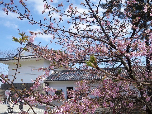 小田原城の桜_d0147030_04224502.jpg