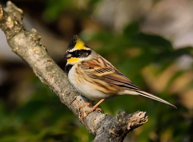 黄色い鶏冠 Oh野鳥観察日記 黄色い鶏冠 Oh野鳥観察日記