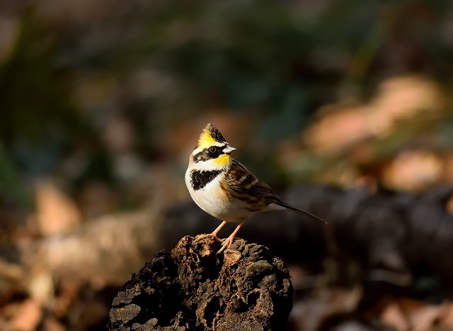 黄色い鶏冠！ : Oh野鳥観察日記