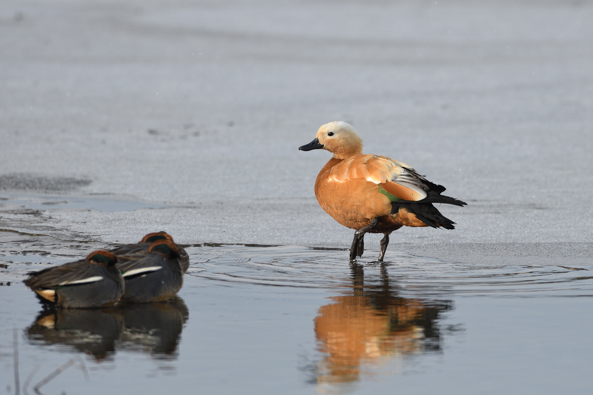 長期滞在のアカツクシガモ 鳥 撮り トリミング