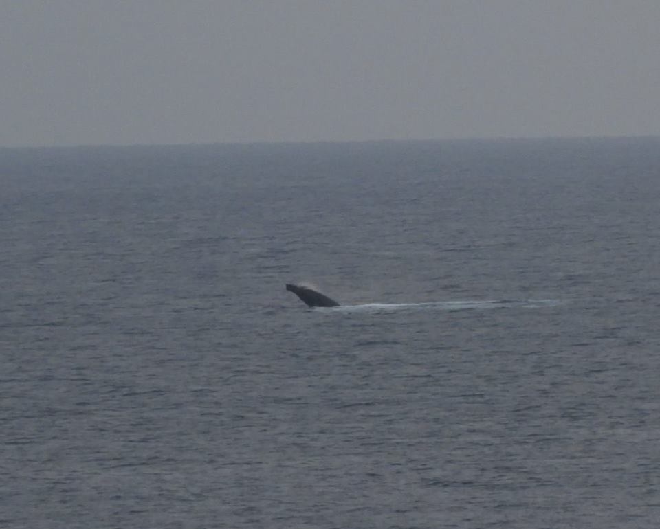 森からクジラへ　２月24日　晴れ曇り クジラ観察39日目_b0160957_16195799.jpg