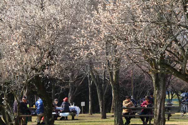 ななせ公園の梅　　2/27_d0126576_14404637.jpg