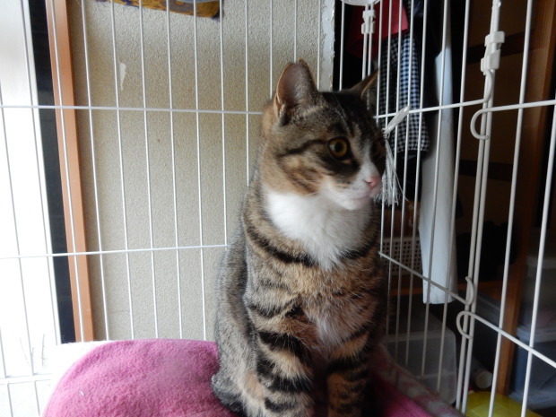 ①避妊まで_e0355177_20390599.jpg