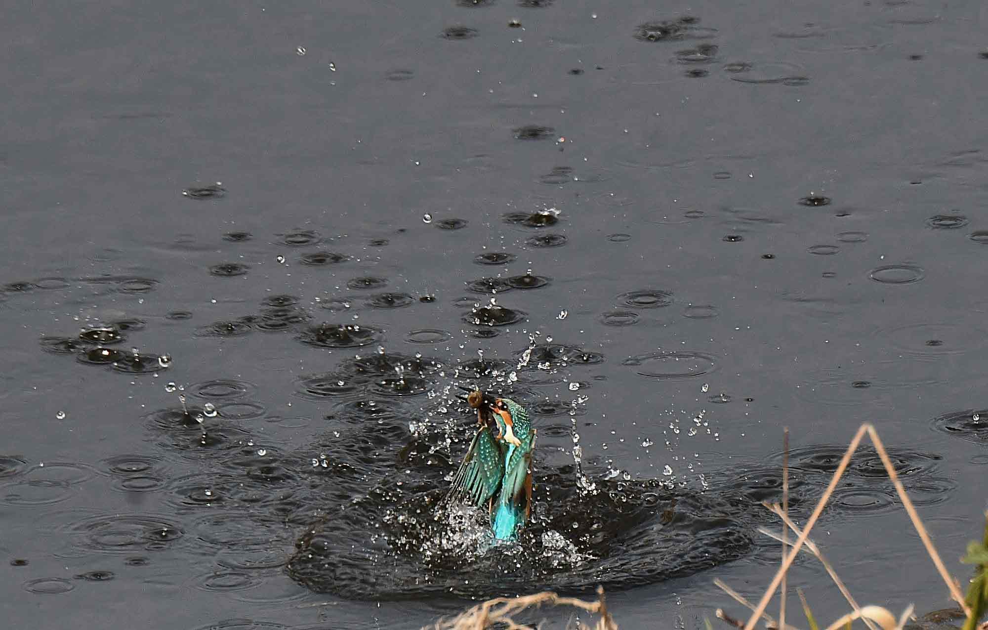 2018年　2月　　野鳥_c0176183_16393658.jpg