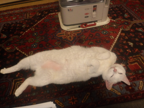 d0174683_01295127.jpeg