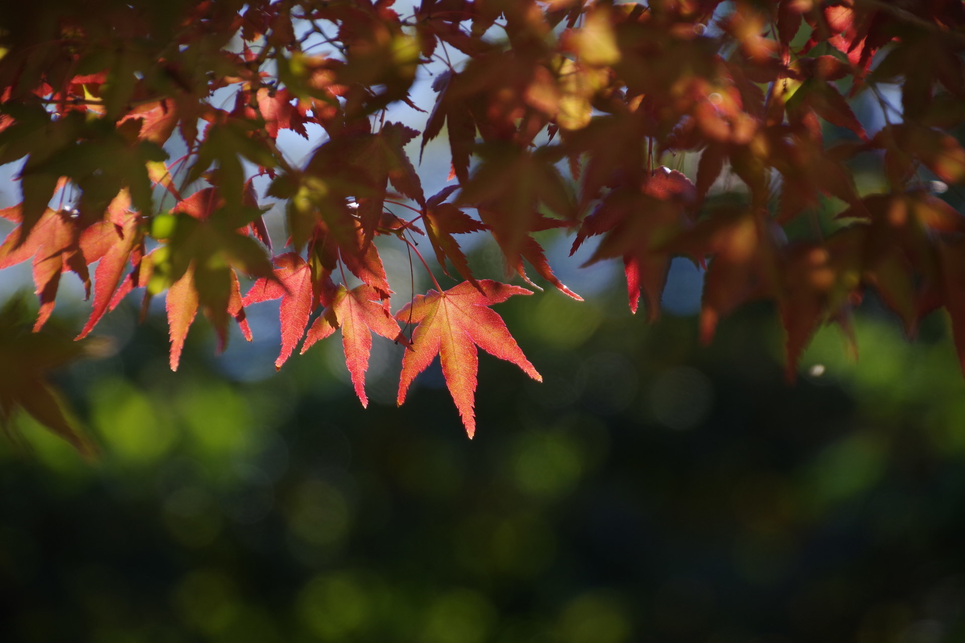 秋の京都_d0180684_23385194.jpg