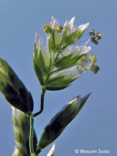 スズメノカタビラ 雀の帷子 草花と自然blog スズメノカタビラ 雀の帷子 草花と自然blog
