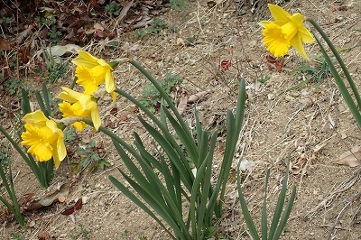 花桃とカンガルーの足と「ひめじ緑いち」_f0203094_15101218.jpg