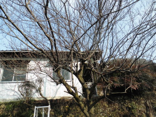 c0108198_15475268.jpg