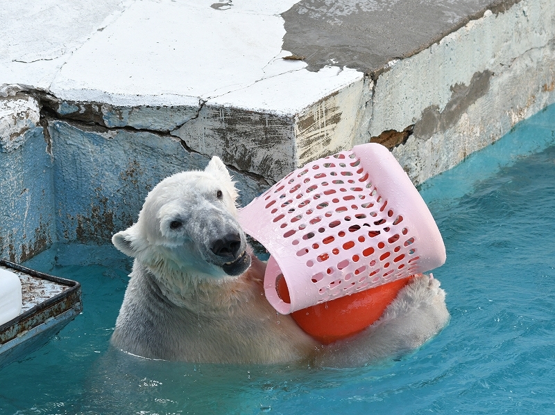 ホッキョククマさんイヤリング ICE garden