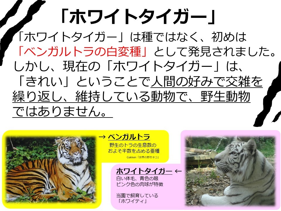 大牟田市動物園のホワイトタイガー_c0290504_13471155.jpg