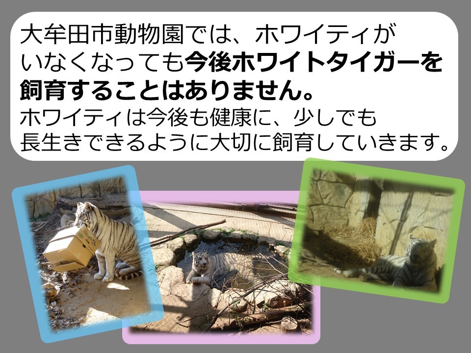 大牟田市動物園のホワイトタイガー_c0290504_13472867.jpg