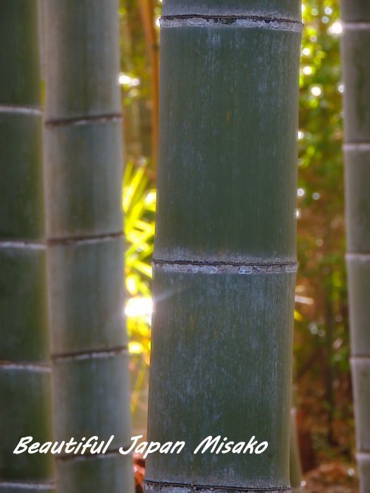 竹林の小径　修善寺　伊豆２　･ﾟ☆､･：`☆･･ﾟ･ﾟ☆。。 - Beautiful Japan 絵空事