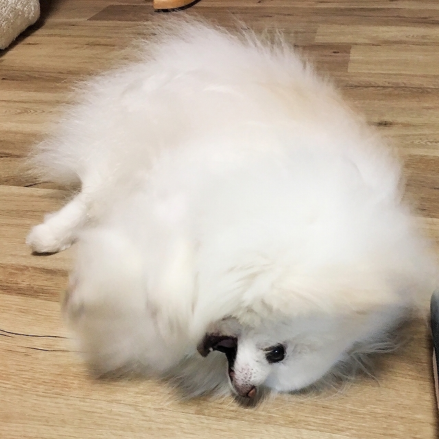 春の嵐が吹き荒れる_d0360206_01483495.jpg