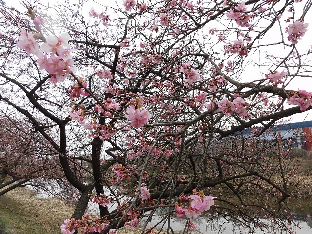 今日から3月 沼川の浮島工業団地脇のカワヅザクラが見頃になりつつあります!_f0141310_07322918.jpg