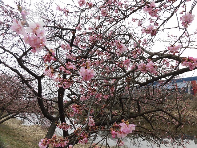 今日から3月　沼川の浮島工業団地脇のカワヅザクラが見頃になりつつあります！_f0141310_07322918.jpg