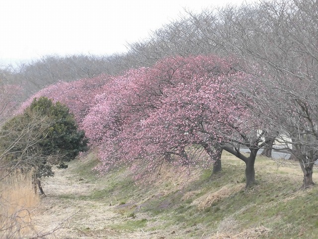 今日から3月 沼川の浮島工業団地脇のカワヅザクラが見頃になりつつあります!_f0141310_07324905.jpg