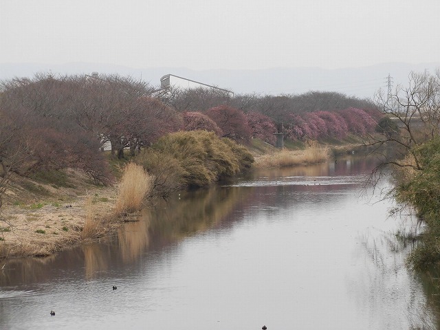 今日から3月　沼川の浮島工業団地脇のカワヅザクラが見頃になりつつあります！_f0141310_07330022.jpg