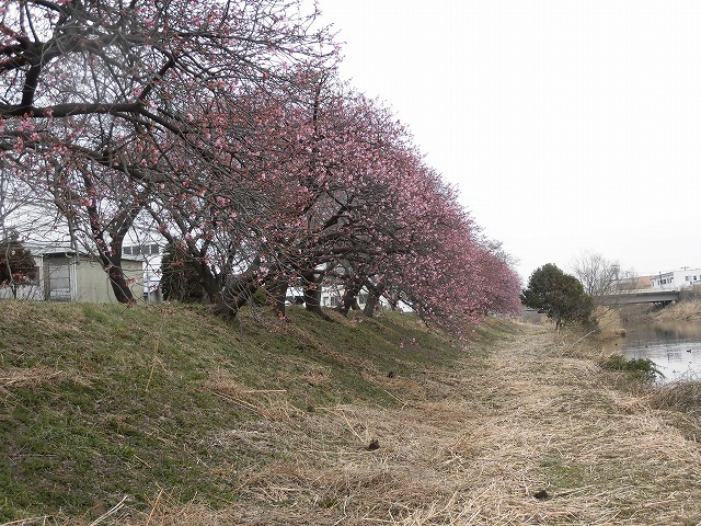 今日から3月 沼川の浮島工業団地脇のカワヅザクラが見頃になりつつあります!_f0141310_07332032.jpg