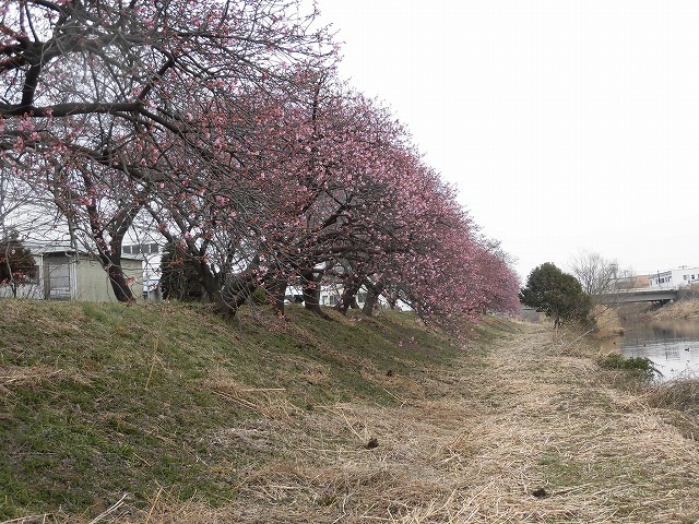 今日から3月　沼川の浮島工業団地脇のカワヅザクラが見頃になりつつあります！_f0141310_07332032.jpg