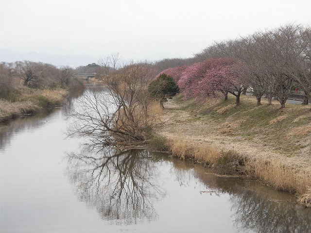 今日から3月　沼川の浮島工業団地脇のカワヅザクラが見頃になりつつあります！_f0141310_07333020.jpg