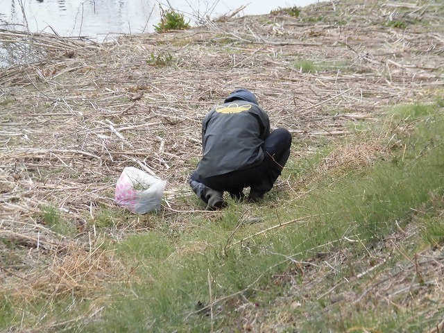 今日から3月 沼川の浮島工業団地脇のカワヅザクラが見頃になりつつあります!_f0141310_07334031.jpg