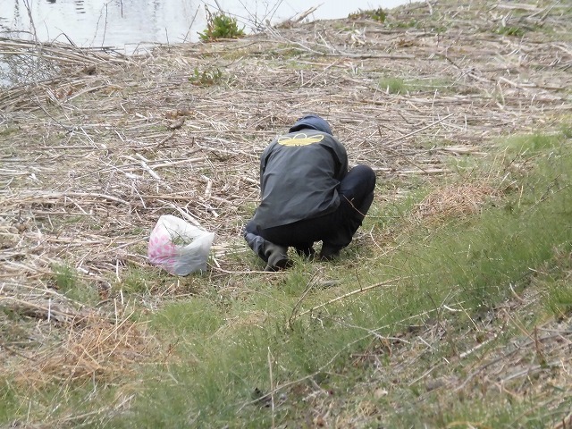 今日から3月　沼川の浮島工業団地脇のカワヅザクラが見頃になりつつあります！_f0141310_07334031.jpg