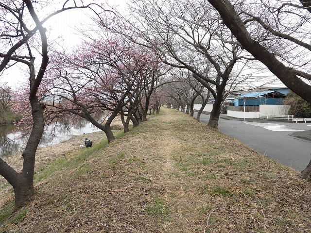 今日から3月 沼川の浮島工業団地脇のカワヅザクラが見頃になりつつあります!_f0141310_07335111.jpg