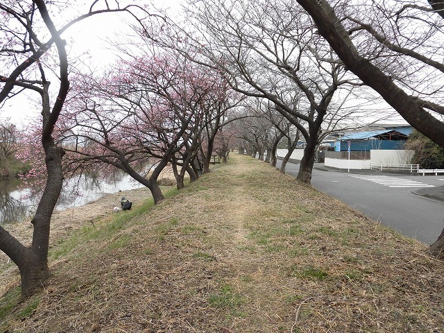 今日から3月　沼川の浮島工業団地脇のカワヅザクラが見頃になりつつあります！_f0141310_07335111.jpg