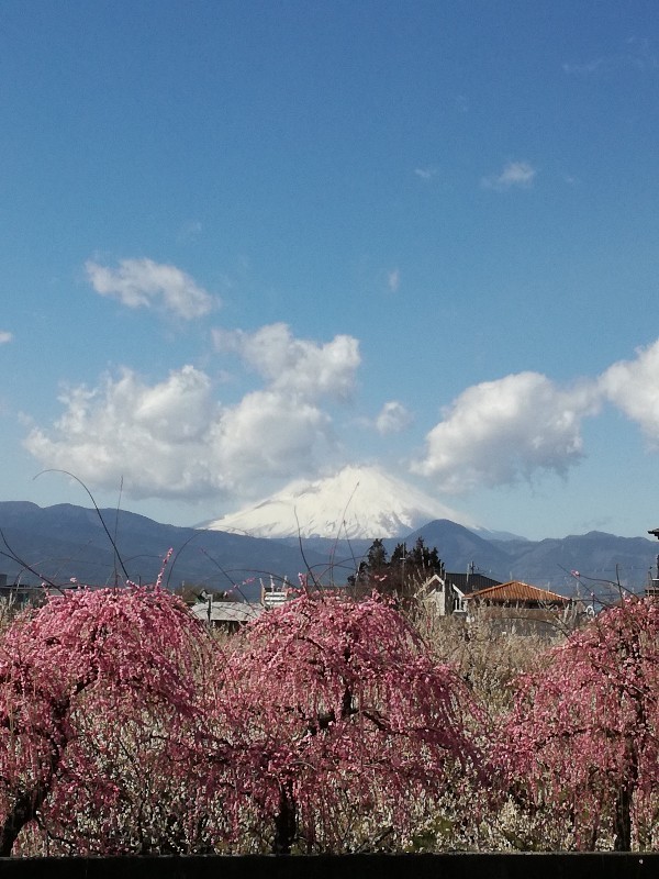 垂れ梅と富士山_a0049614_17002750.jpg