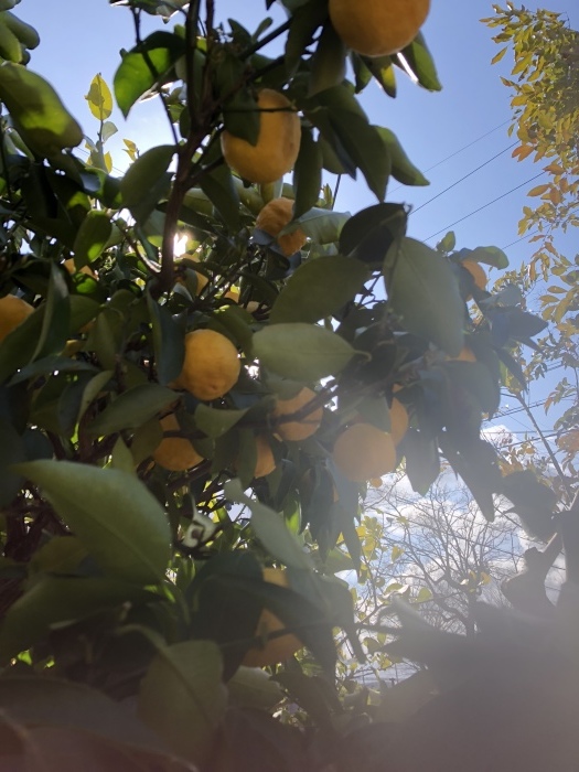 b0163114_11334839.jpeg