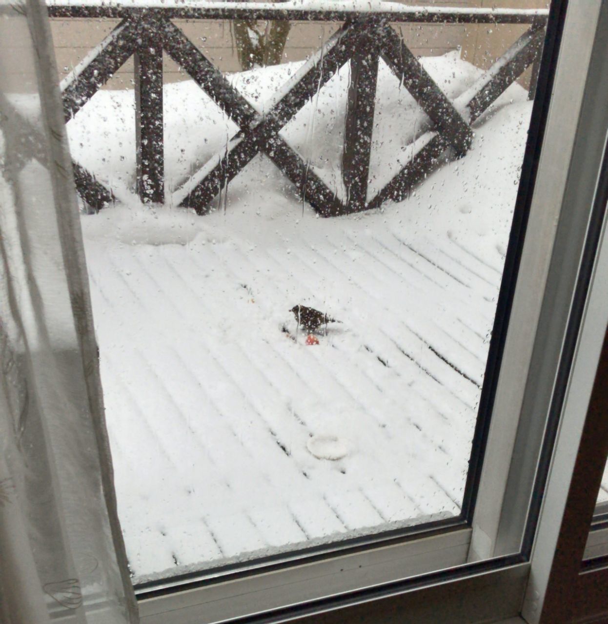 予報通りの豪雪_c0025115_22220177.jpg
