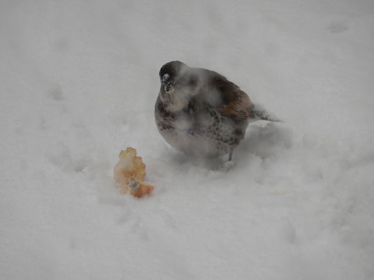 予報通りの豪雪_c0025115_22221377.jpg