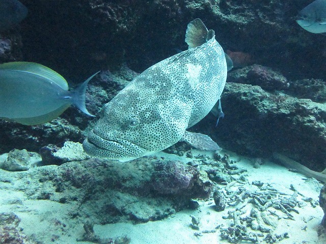 沖縄の旅　Day2　美ら海水族館と塩分濃度日本一の塩川　　　　　Solo Trip in Okinawa Mainland_f0308721_01575046.jpg