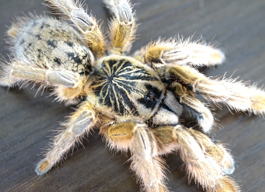 バブーンスパイダー あれこれ Part 2 仄暗い巣穴の底から タランチュラ飼育ブログ バブーンスパイダー あれこれ Part 2 仄暗い巣穴の底から タランチュラ飼育ブログ