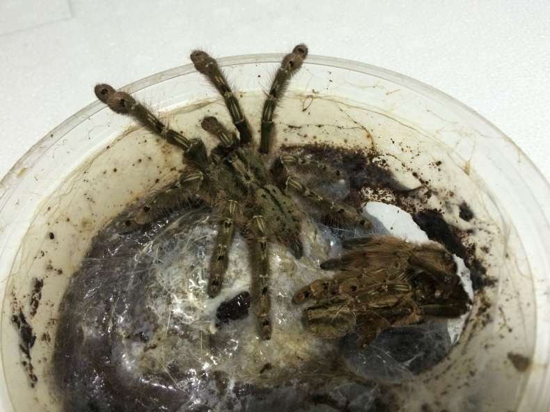 仄暗い巣穴の底から タランチュラ飼育ブログ